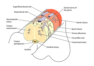 penis-anatomy