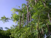 Moringa Tree