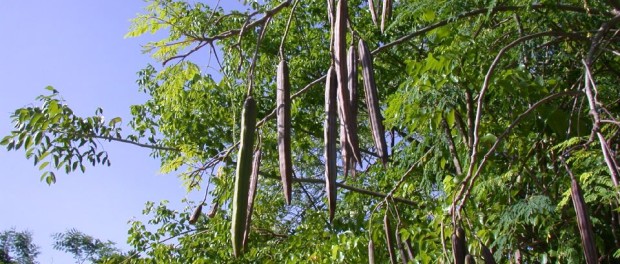 Moringa Tree