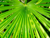 Saw Palmetto Benefits