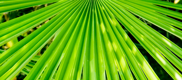 Saw Palmetto Benefits